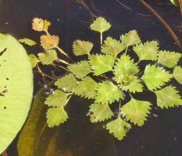 Waternoot (Trapa natans)